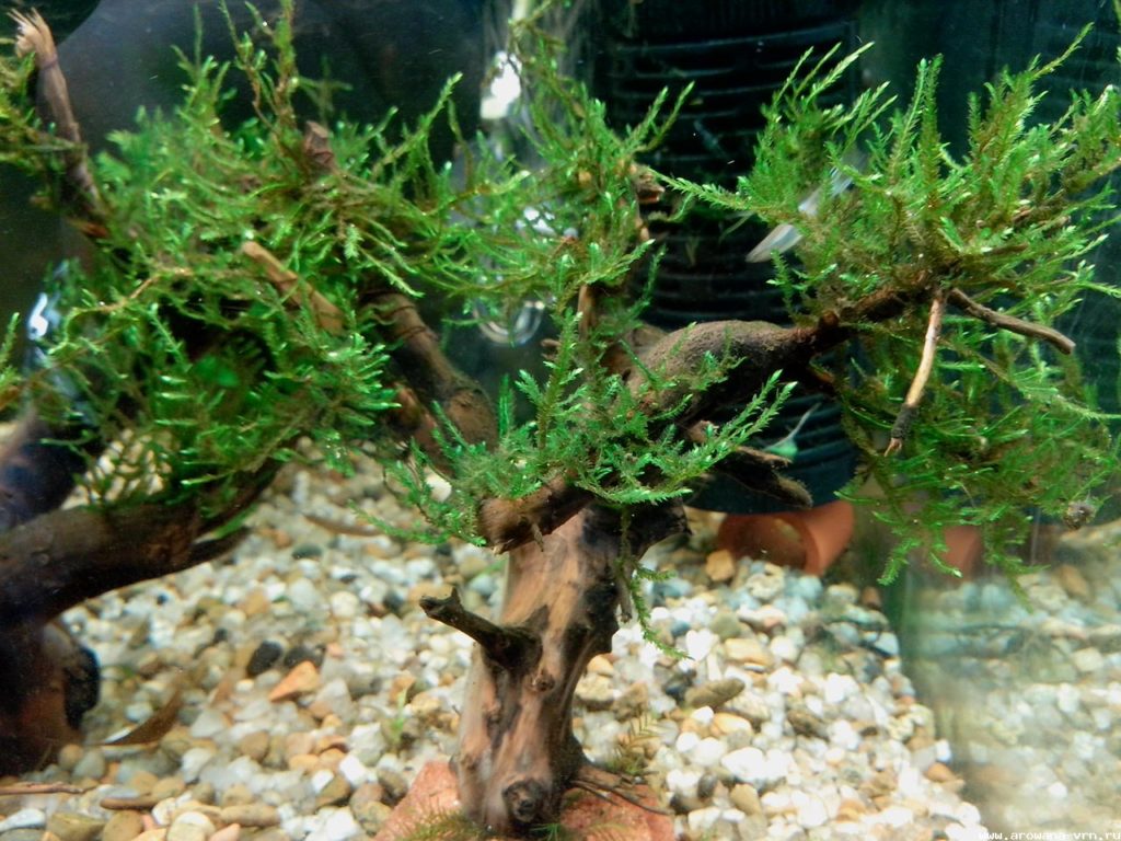 Яванский мох в аквариуме на коряге фото