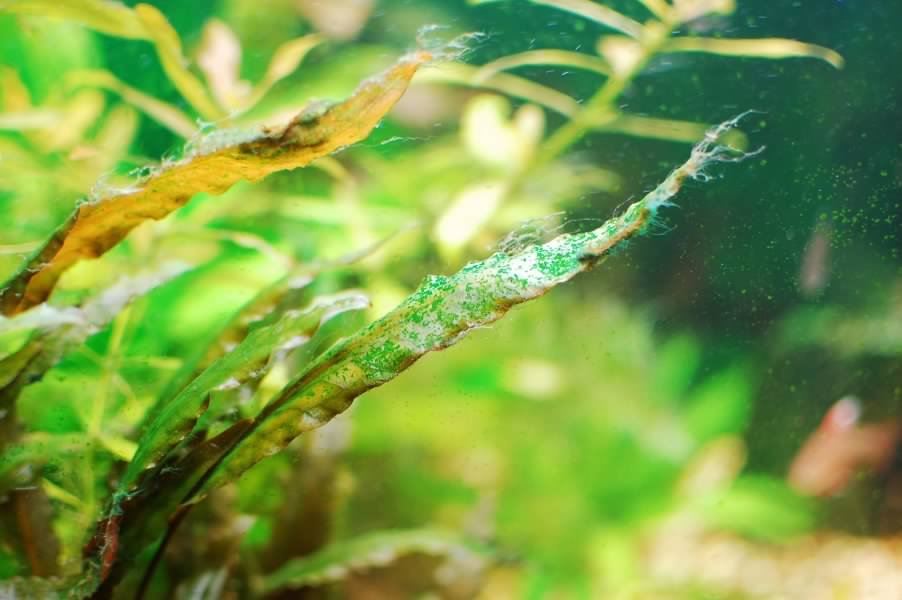 Водоросли на стеклах. Синезеленые водоросли в аквариуме. Arthrospira водоросли. Зеленые водоросли Chlorophyta. Синезеленые водоросли цианобактерии.