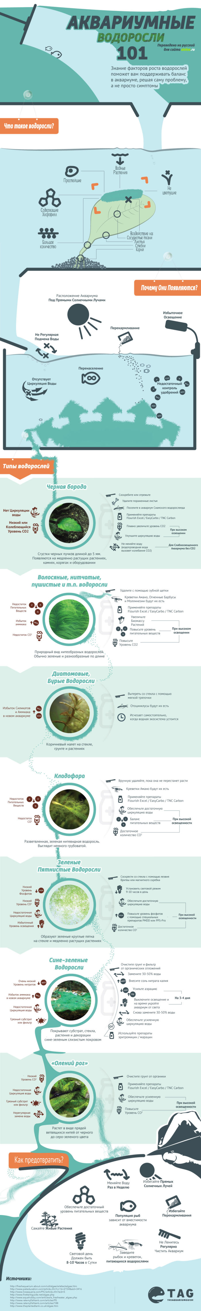Аквариумные водоросли: инфографика
