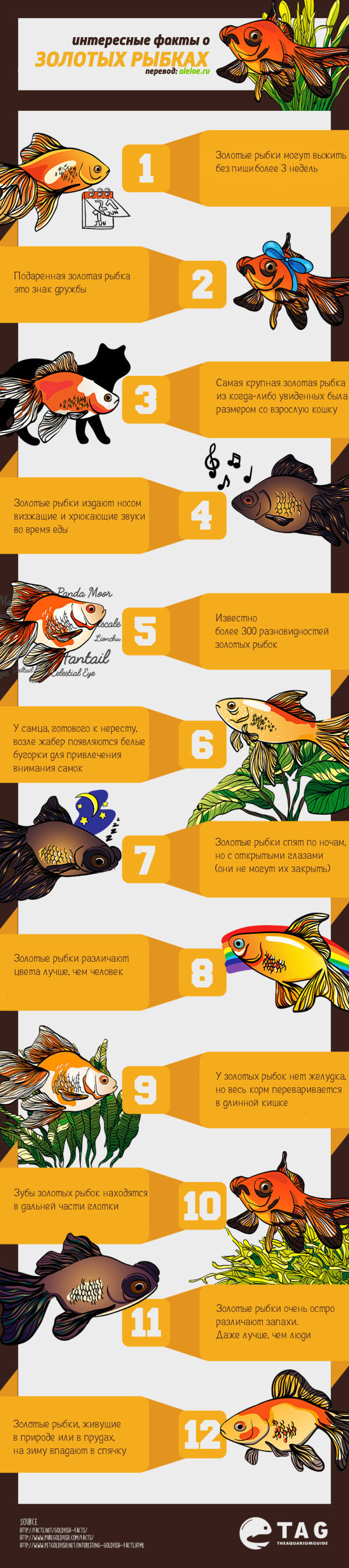 12 фактов о золотых рыбках: инфографика