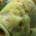 Гексамитоз у рыб — симптомы и причины болезни
