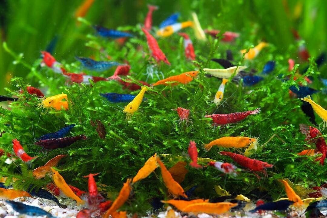 ТОП-25 разноцветных рыбок для аквариума: фото, названия и описание видов