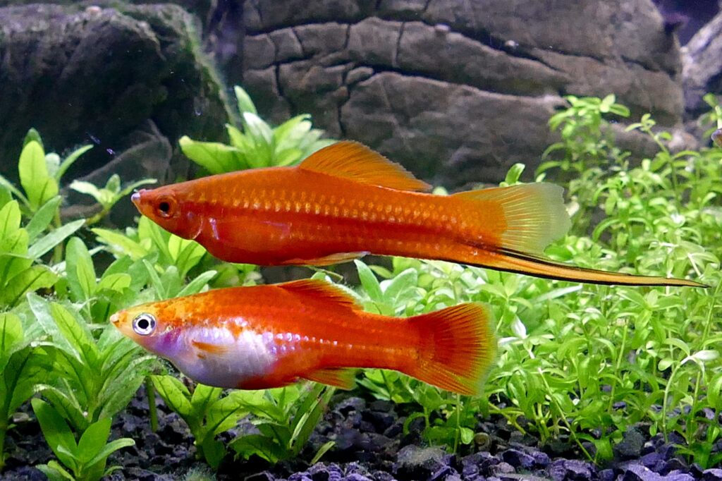 ТОП-25 разноцветных рыбок для аквариума: фото, названия и описание видов