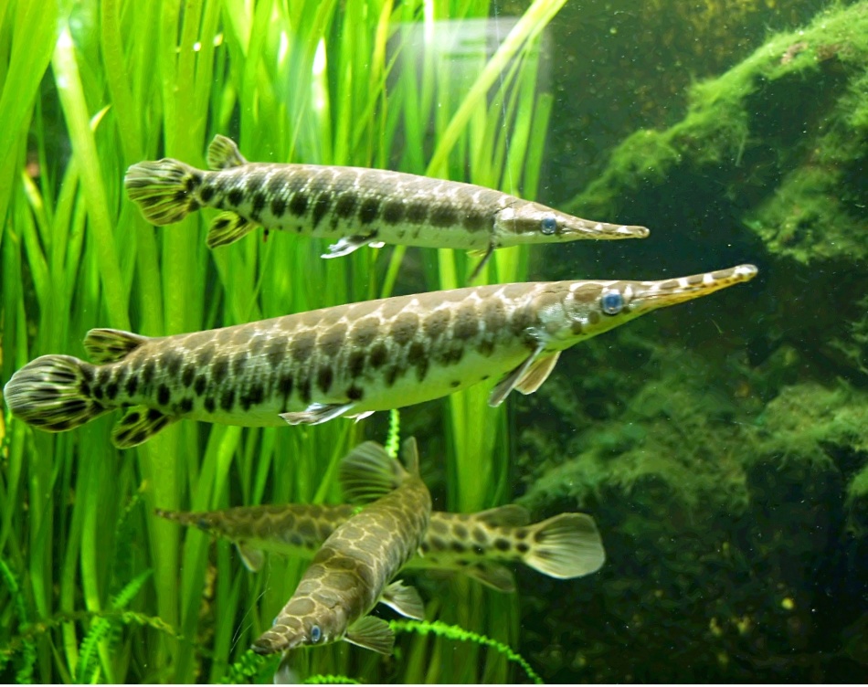 ТОП-35 хищных аквариумных рыбок: описание и фото видов и их особенности