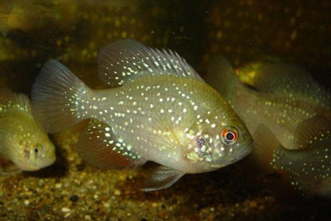 ТОП-35 хищных аквариумных рыбок: описание и фото видов и их особенности