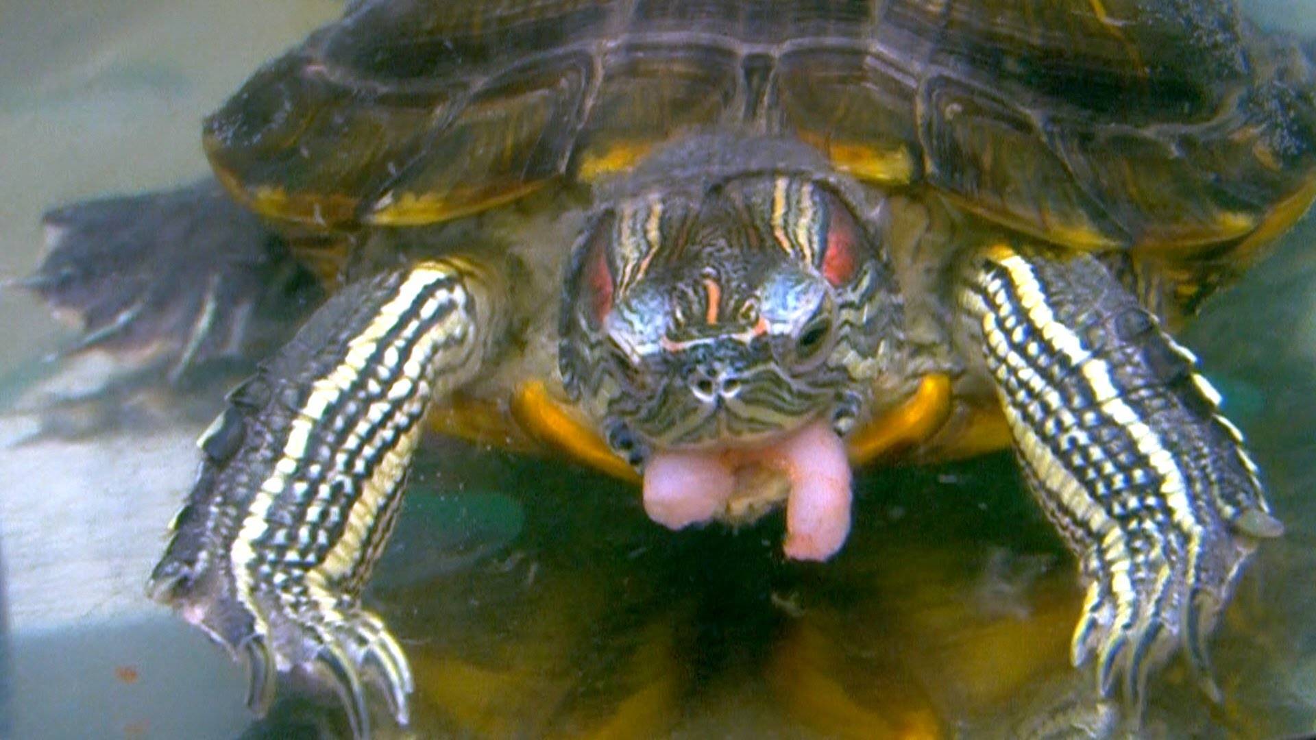 Кормление красноухой черепахи в домашних. Каспийская красноухая черепаха. Красноухая водоплавающая черепаха. Красноухая Болотная черепаха. Черепаха водная красноухая.