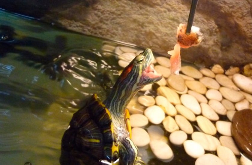 Что едят красноухие черепахи (15+ продуктов): правила и особенности кормления рептилии в домашних условиях