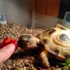 Что едят красноухие черепахи (15+ продуктов): правила и особенности кормления рептилии в домашних условиях