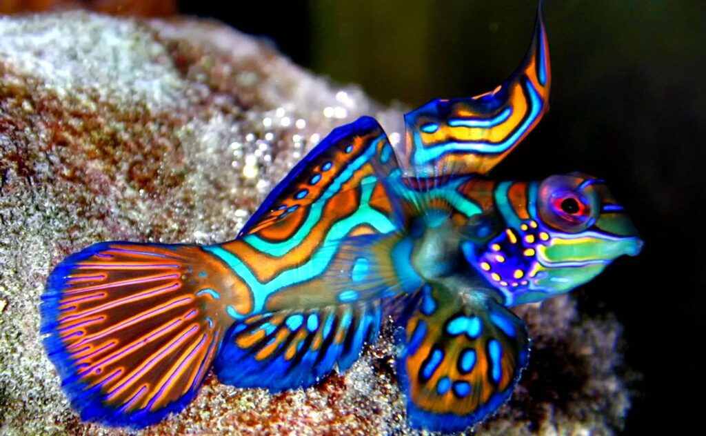 ТОП-70 самых интересных и необычных аквариумных рыбок: фото, название и описание видов